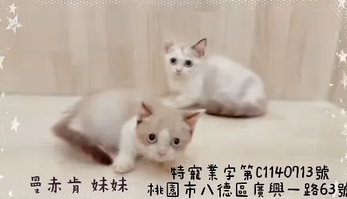 曼赤肯妹妹