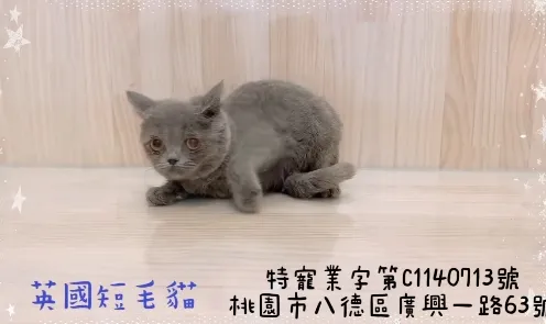 藍英國短毛貓