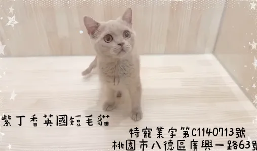 紫丁香英國短毛貓