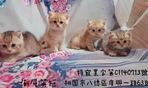 漸層英短