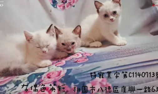 布偶色英短