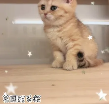 魚骨紋