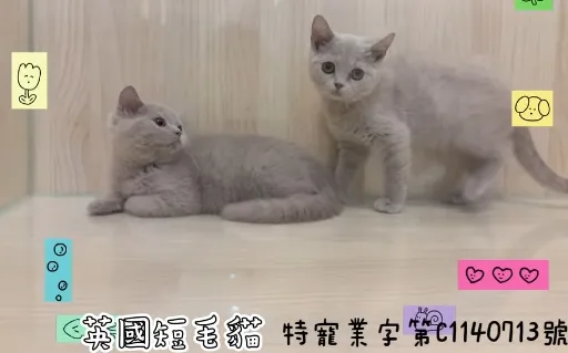 紫丁香英短