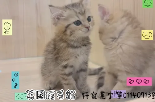 魚骨紋/螺璇紋
