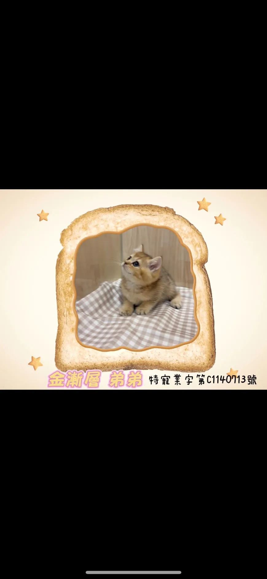 金漸層英短