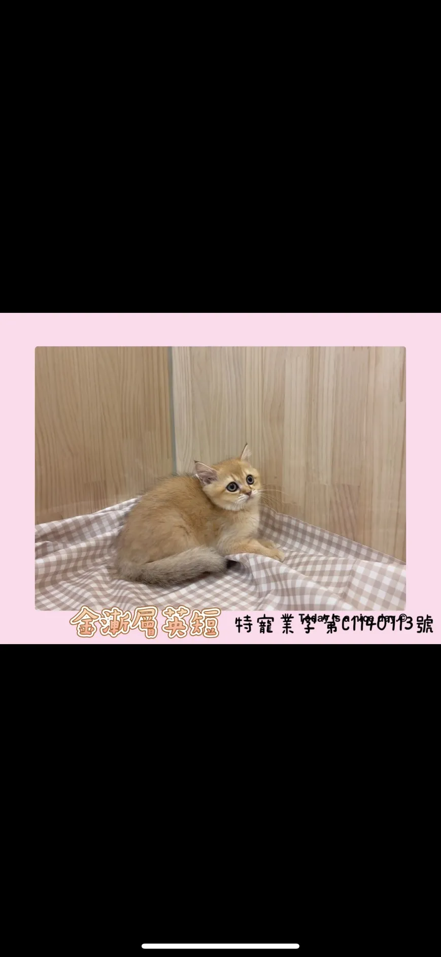 金漸層英短