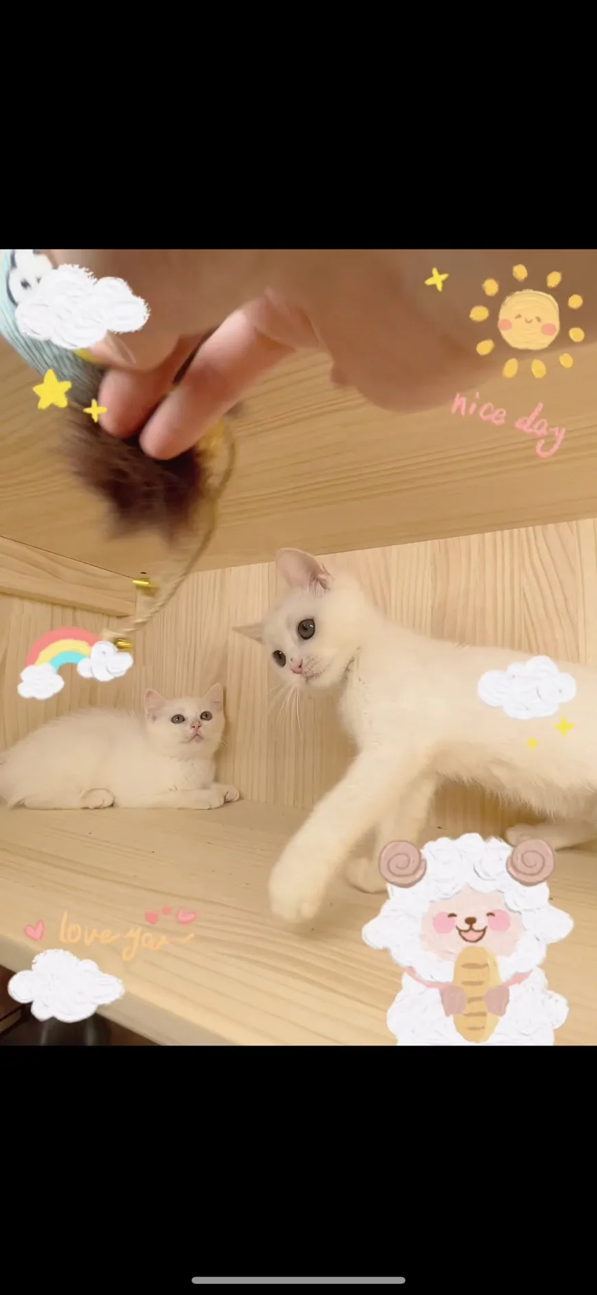 白 英國短毛貓