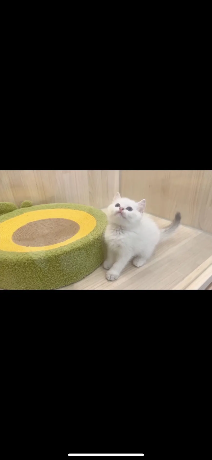 金點漸層英短