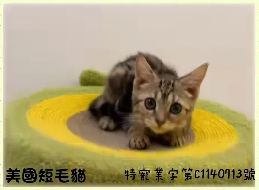 古銅色美國短毛貓