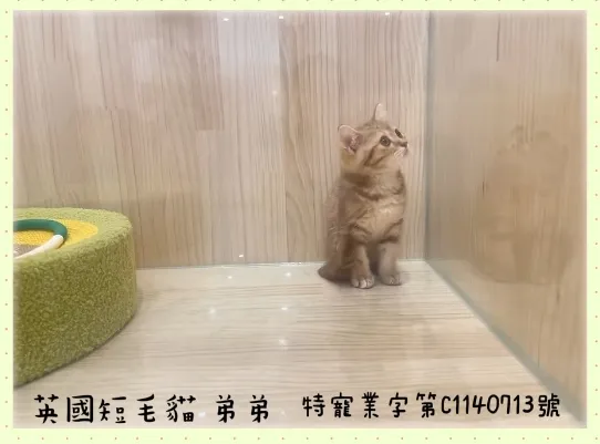 巧克力色英國短毛貓