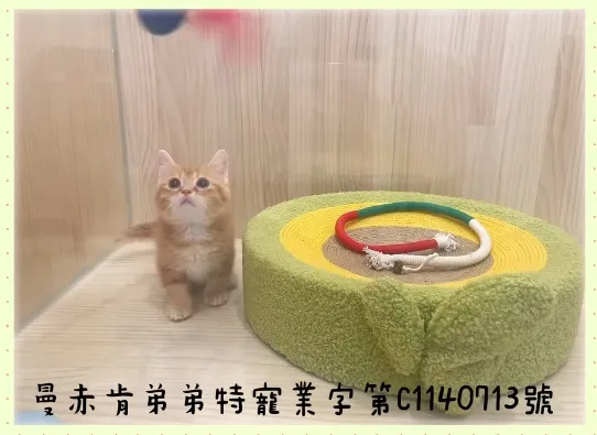 橘曼赤肯弟弟