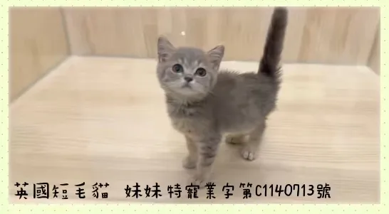 藍虎斑英短