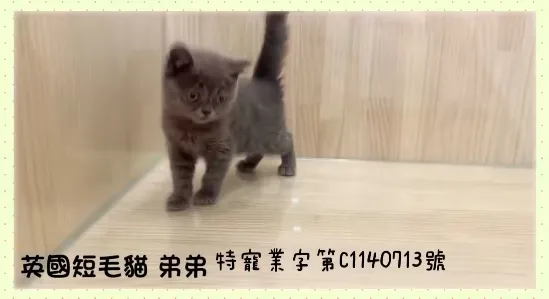 藍英短 弟弟