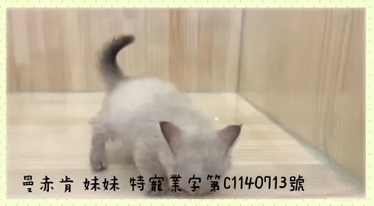 曼斥肯 妹妹