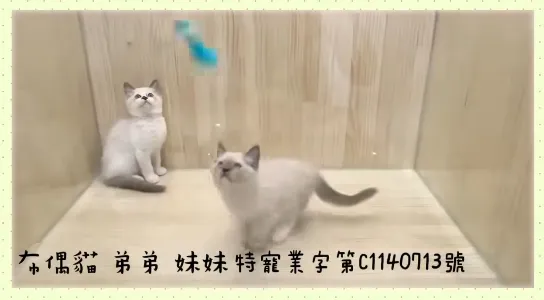 布偶貓