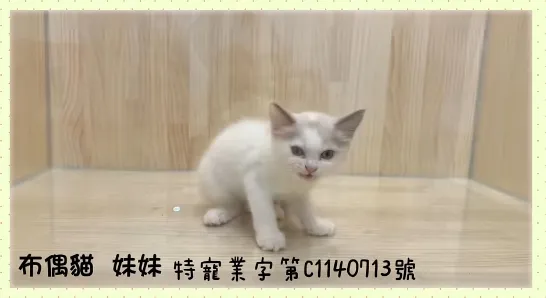 布偶貓