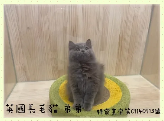 藍英國長毛貓