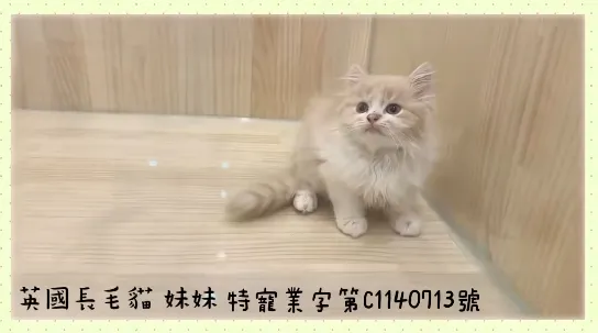 奶油英國長毛貓