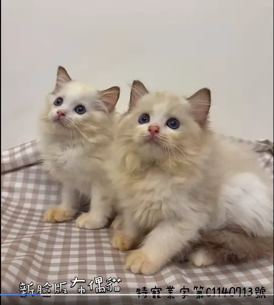 新臉版布偶