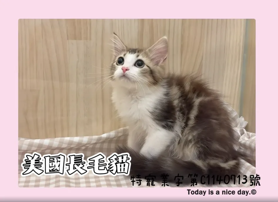 美國長毛貓