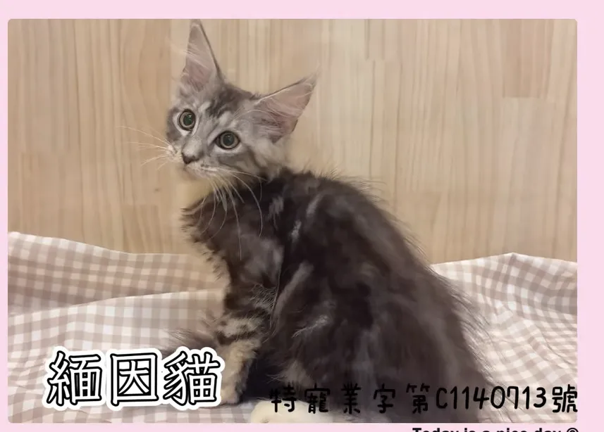 緬因貓