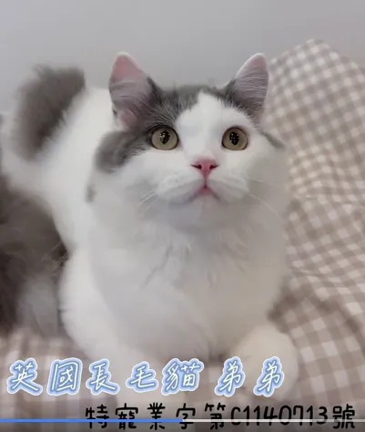 英國長毛貓