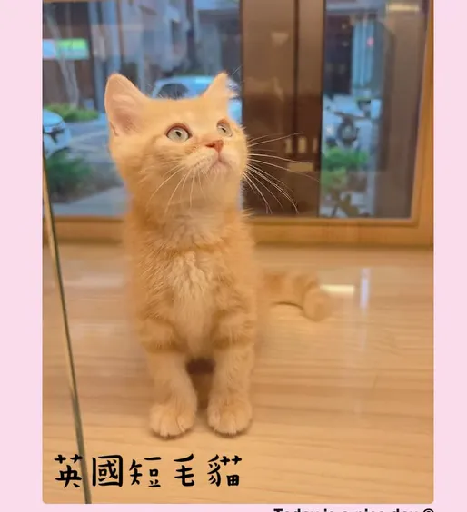 紅虎斑英短