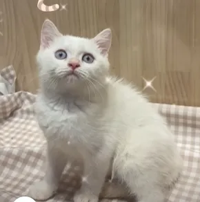 白英短