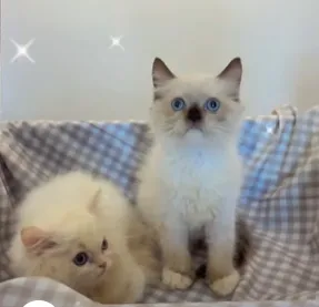 海豹色布偶貓,奶油端布偶