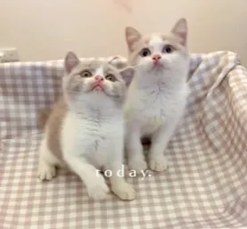 紫丁香賓士英短