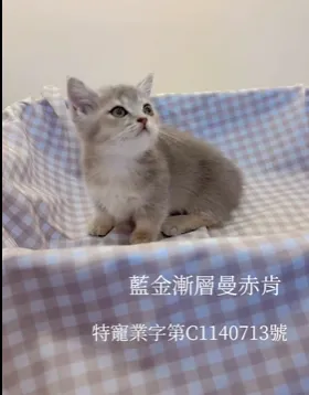 藍金漸層曼斥肯