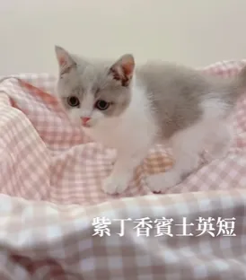 紫丁香賓士英短