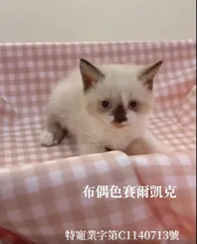 布偶色賽爾凱克