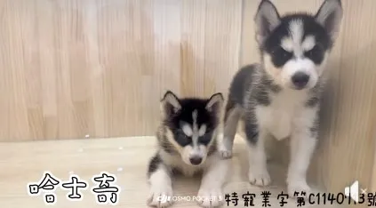 哈士奇