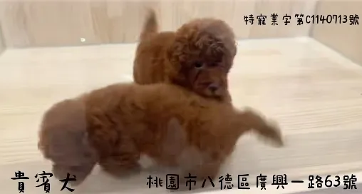 貴賓犬