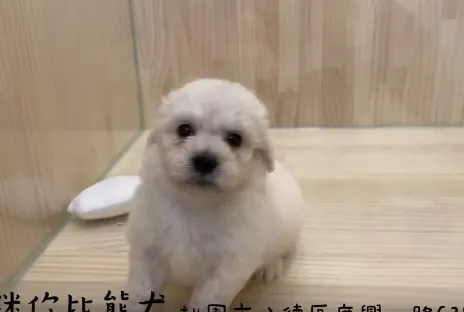 迷你比熊犬