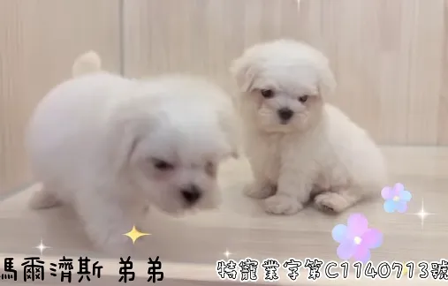 瑪爾濟斯弟弟