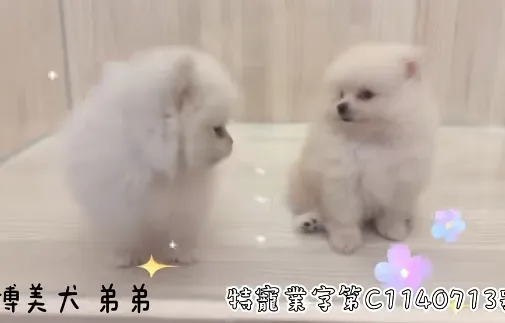博美犬弟弟