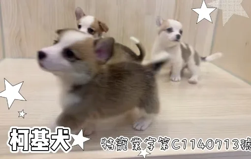 柯基犬