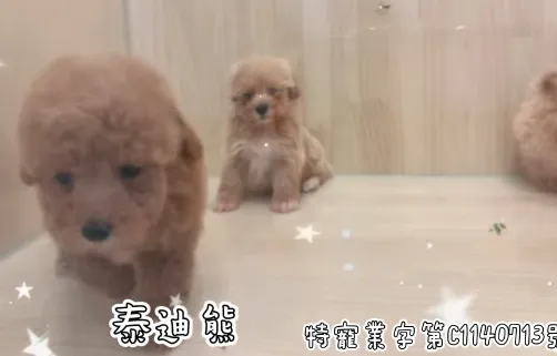泰迪熊