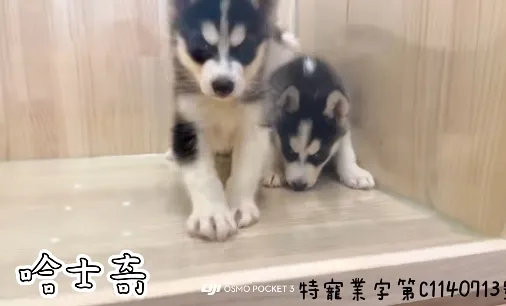 哈士奇