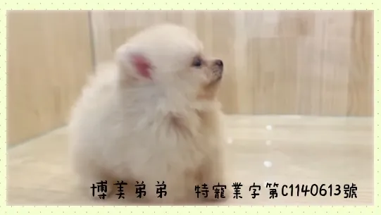 白博美