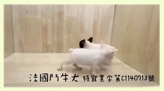 法國鬥牛犬