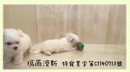 馬爾濟斯