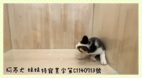 柯基