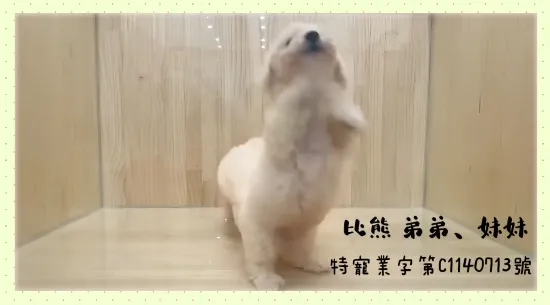 比熊