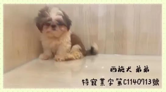 西施