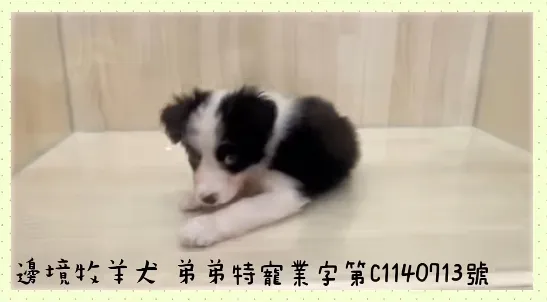 邊境牧羊犬