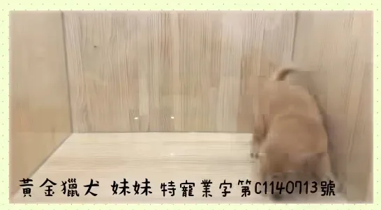 黃金獵犬