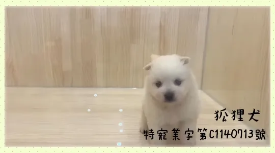 狐狸犬